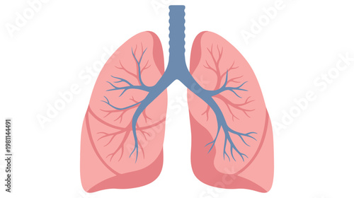 Flat vector graphic illustration of human internal organ lungs with trachea and bronchioles.