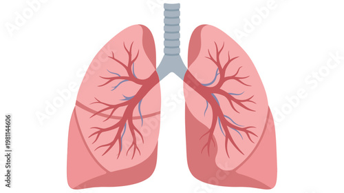 Flat vector graphic illustration of human internal organ lungs with trachea and bronchioles.