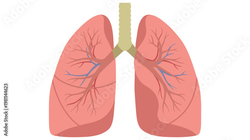 Flat vector graphic illustration of human internal organ lungs with trachea and bronchioles.