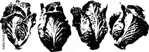 Four fresh romaine lettuce leaves isolated on white background, healthy green vegetable arrangement