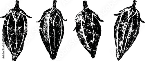 four vintage black and white cacao pods illustrations with detailed texture and veins