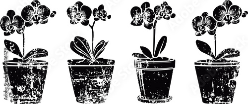 orchid plants in pots four blooming orchid flowers with leaves in vintage botanical