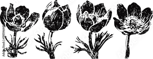 Black and white botanical illustration of anemone flowers in various bloom stages with detailed leaves