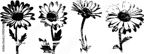 Four black and white daisy flowers isolated on white background in various angles and shapes