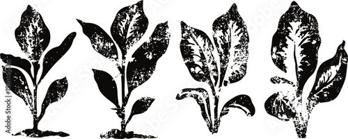 vintage botanical leaves illustration set hand drawn rustic plant foliage silhouettes