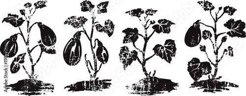 Four eggplant plants at different growth stages with leaves and soil beneath in black ink sketch