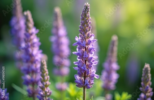 Close view of tall purple salvia flowers bloom in a garden. Soft green bokeh background with sunlight. Botanical detail of delicate petals and buds.