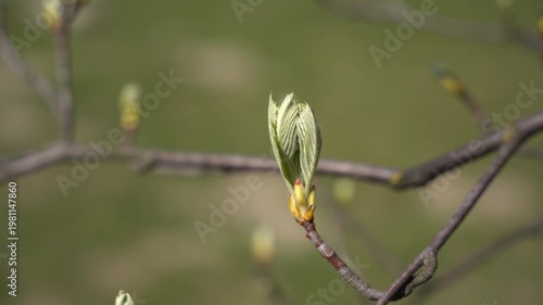 Close-up of a green tree bud opening on a branch in early spring with a blurred background