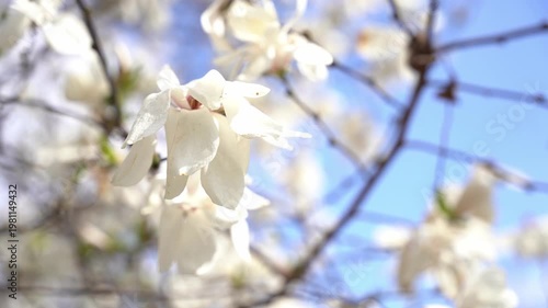 White magnolia blossoms blooming on tree branches against a bright blue sky in spring