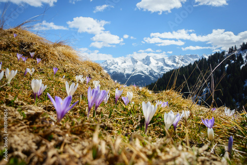 Farbenfrohe Krokusblühte in den österreichischen Bergen
