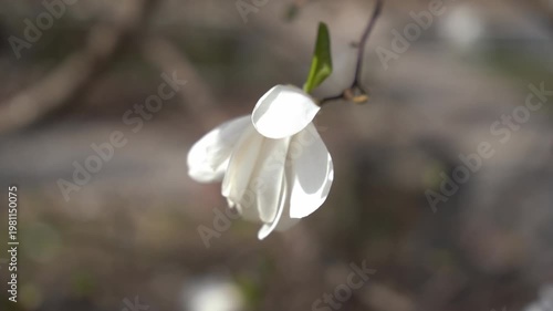 Close-up of a white magnolia flower hanging from a branch against a soft blurred background