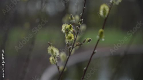 Close-up of yellow willow catkins blooming on thin branches in early spring with a soft bokeh background