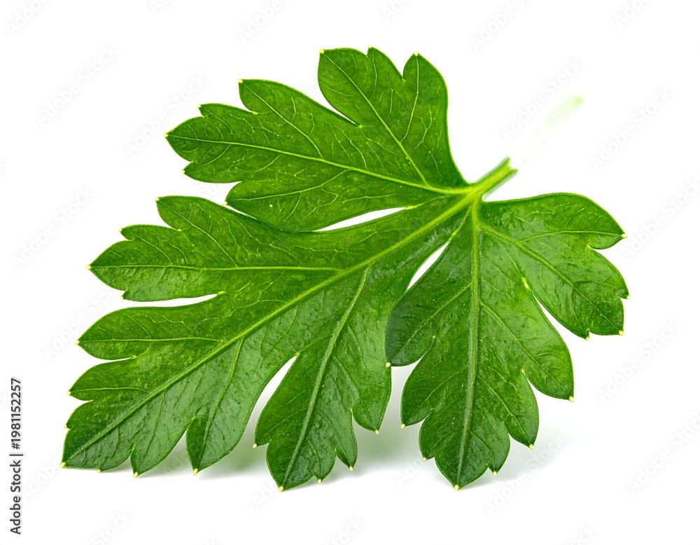 Fototapeta premium A Single Fresh Green Parsley Leaf Isolated on a White Background.