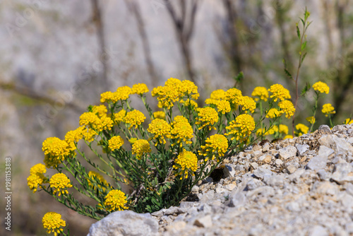 Mountain alyssum (Alyssum montanum subsp. pluscanescens) in bloom