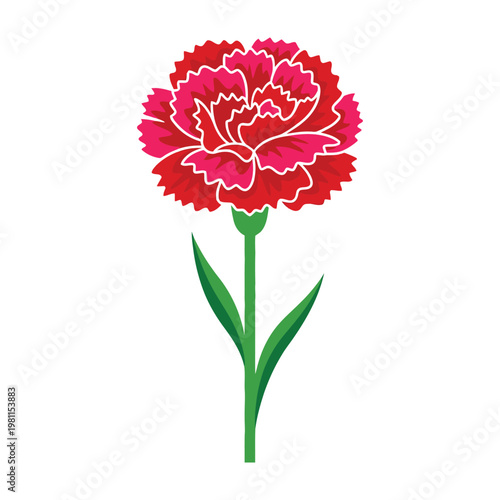 Red Carnation Flower Isolated on White Background Single Botanical Bloom for Floral Design Use