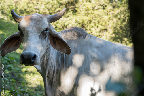 zébu, Ile de Bastimentos, Bocas del Toro, Panama