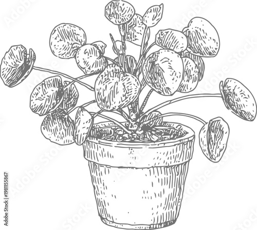 Pilea peperomioides houseplant in pot, round coin shaped leaves, indoor tropical foliage plant sketch