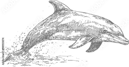 detailed hand drawn dolphin jumping out of the water with splashes and waves, marine wildlife illustration
