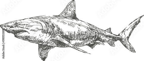Detailed hand drawn illustration of a great white shark, marine predator in ocean habitat