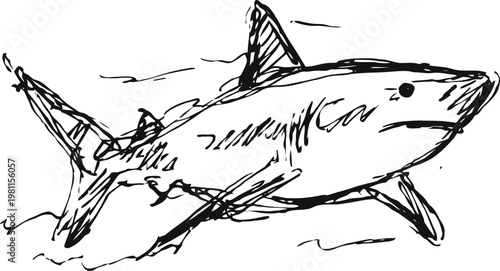 hand drawn shark illustration swimming underwater with detailed fins and streamlined body
