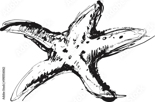 Hand drawn starfish sketch with detailed natural texture and organic shape on white background