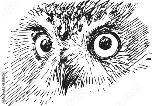 Close up detailed illustration of owl eyes and beak in black ink sketch