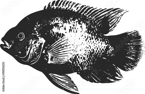 black cichlid fish illustration freshwater aquarium species, detailed aquatic animal sketch