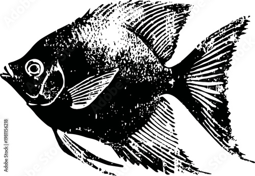 Black angelfish silhouette detailed illustration with sharp fins and rounded body shape isolated on white