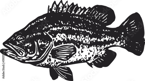 Black bass fish illustration with detailed scales and fins freshwater predator, fishing, aquatic wildlife design