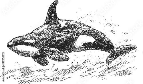 Orca whale swimming underwater with detailed sketch illustration