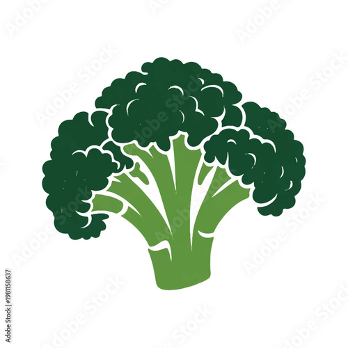 Broccoli vegetable vector illustration showing green florets and stalk in a flat hand drawn style for healthy food and nutrition concept art.