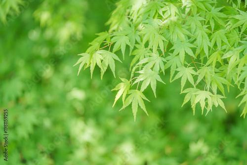 新緑の青もみじと木漏れ日