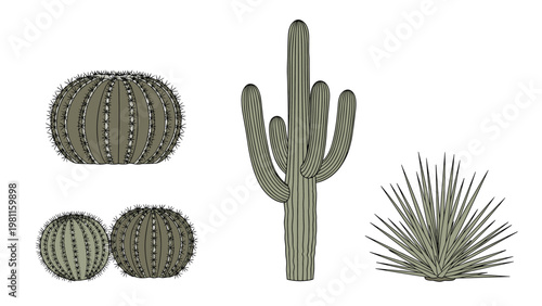 Set of four different desert cactus plants in green and brown tones isolated on a white background for home decor art.
