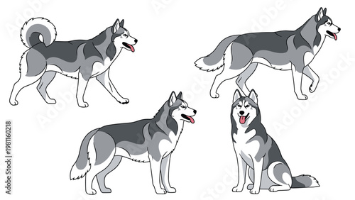 Set of four siberian husky dogs in various poses like sitting and walking shown in a grey and white flat vector illustration.