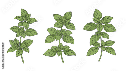 Set of three basil plant branches with green leaves and black outlines in a detailed and realistic botanical illustration style.