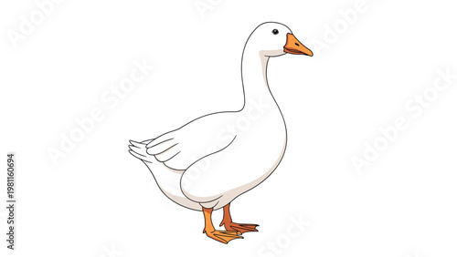 Detailed illustration of a domestic white goose with orange beak and legs standing and looking forward on white background.