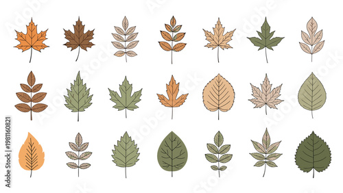 Set of various autumn leaves in different shapes and fall colors like orange and green isolated on a white background.
