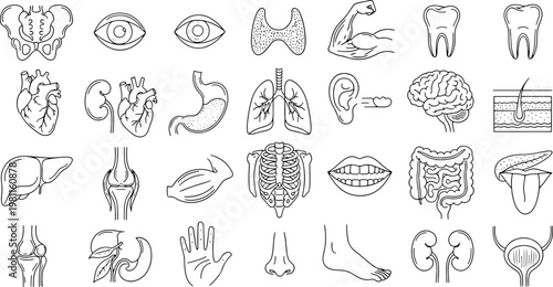 Hand drawn human internal organs and body parts anatomy including heart brain lungs stomach kidney and liver vector illustration doodle art and icon set