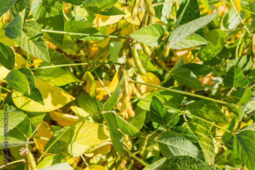 Foto Soybean with unripe pods on a field close-up