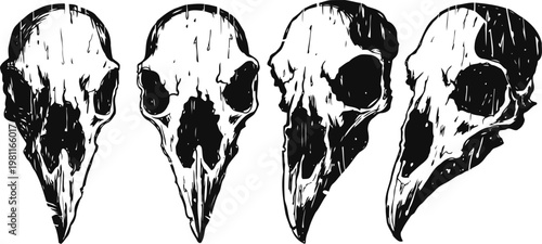 detailed monochrome illustration of four bird skulls in various angles and states