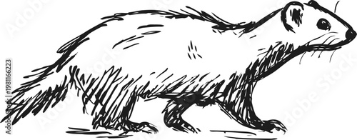 sketch of a ferret in profile view hand drawn wild mammal illustration with detailed fur and alert posture
