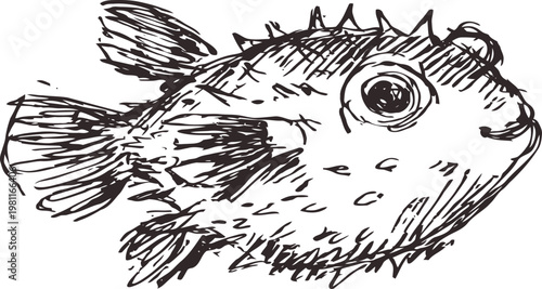 Hand drawn pufferfish illustration with detailed fins and spines in black ink sketch