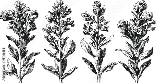 four vintage botanical illustrations of artemisia leaves and flowering stalks in black ink