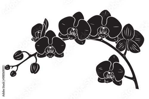 Elegant black and white orchid branch illustration