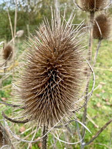 Foto Detailed close-up of a dried teasel plant showing sharp spines and natural texture, commonly found in wild countryside environments