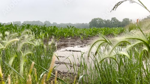 Young corn field showing significant water accumulation and flooding between the crop rows. Useful for themes related to crop insurance, farming challenges, and agricultural climate impact.