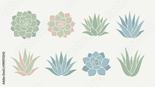 Variety of Succulent Plant Species.