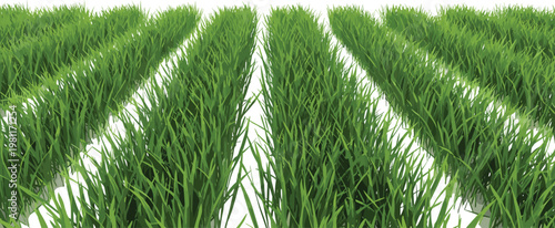 Vector Illustration of Fresh Green Grass with Rows of Lush Grass for Landscaping and Outdoor Design