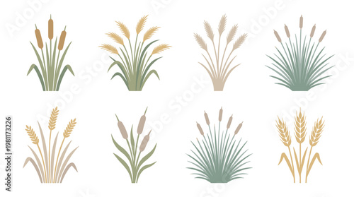 Variety of Grass Plants.
