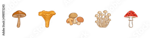 Wild Mushrooms and Forest Fungi Botanical Elements with Fluid Crayon Pencil Texture and Crayon Colorful Style